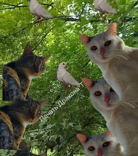 «Коты о Дереве‑Хранителе, или Тайные наблюдения усатых мудрецов»