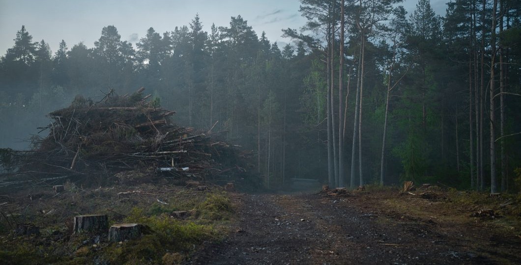 Человек истребил половину лесов Земли...