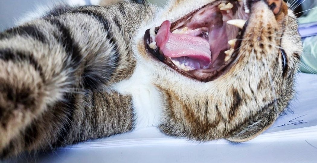 Котячая фотосессия. Дневник кота Тайсона