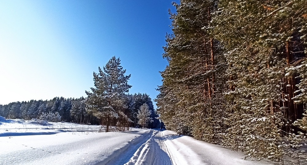 Зеленое поле тайги: в Поморье десять лет шло дело о лесе, вырубленном на пашне