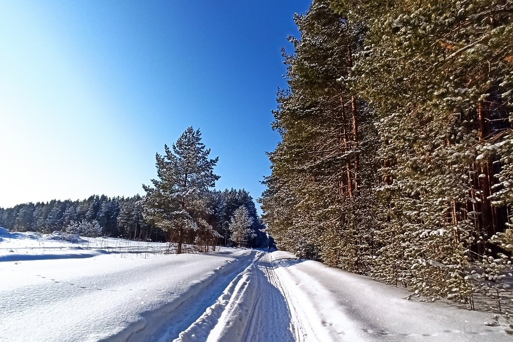   После массового закрытия колхозов и совхозов в 1990-е годы плодородные пашни в северных регионах России (включая Архангельскую область) успели зарасти не менее драгоценным лесом / Татьяна Сухановская