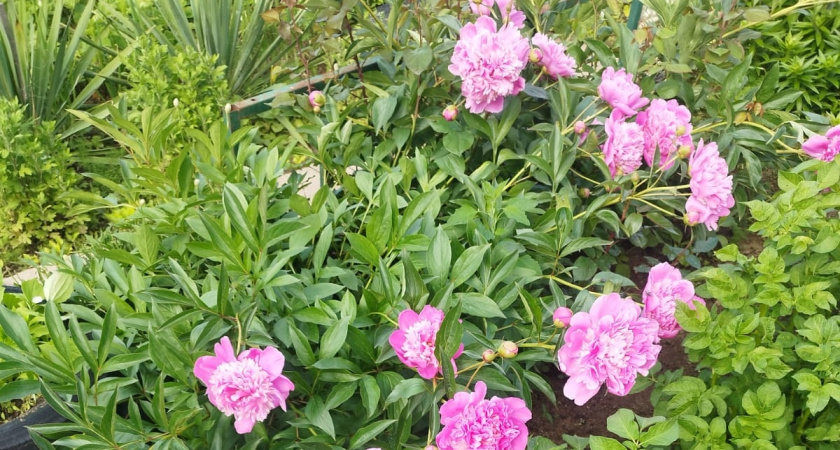    фото smilekaluga.ru