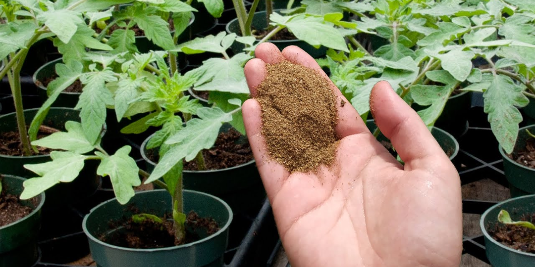 Впервые посеял томаты с лавровым листом. Спустя 21 день пожалел, что раньше не додумался так делать