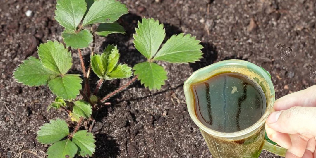 Снег сошёл – пора удобрить клубнику. Чем подкормить грядку и что ещё сделать, чтобы ягода была крупная и сладкая