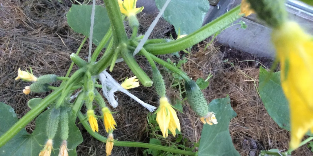 Хотите в 2026 году больше огурцов? Попробуйте обрезать плети после 6 листа – с каждого куста на ведро урожая больше