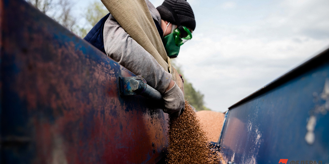 Италия в ярости: EC заменил российское зерно на украинское и поплатился за это
