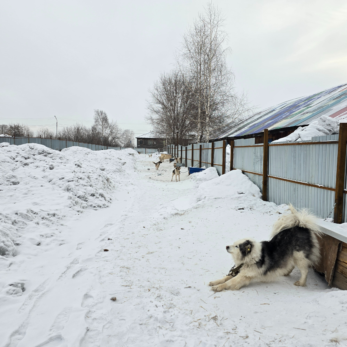 Пушистый стратег наконец покинул уютное убежище