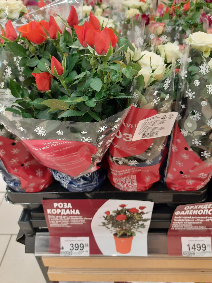 Роза Кордана