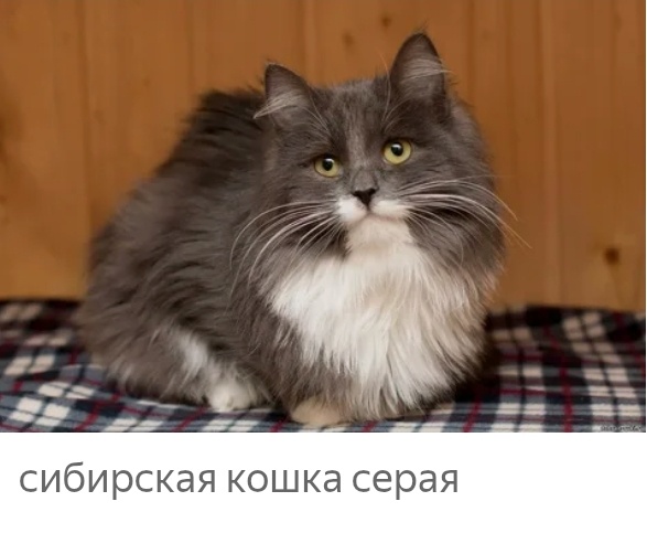  Из открытых источников интернета 