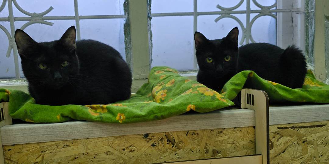 Два уголька ждут свою семью.