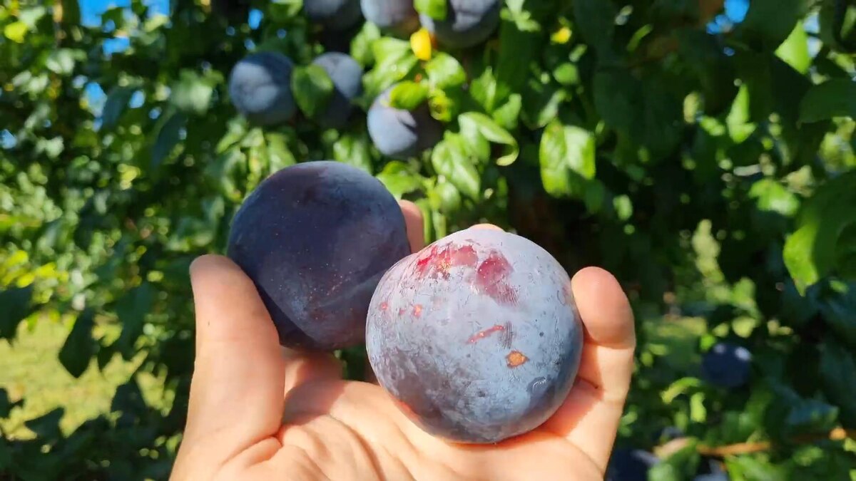 Слива диплоидная Анжелино Ростов-на-Дону | Маленькие Сады