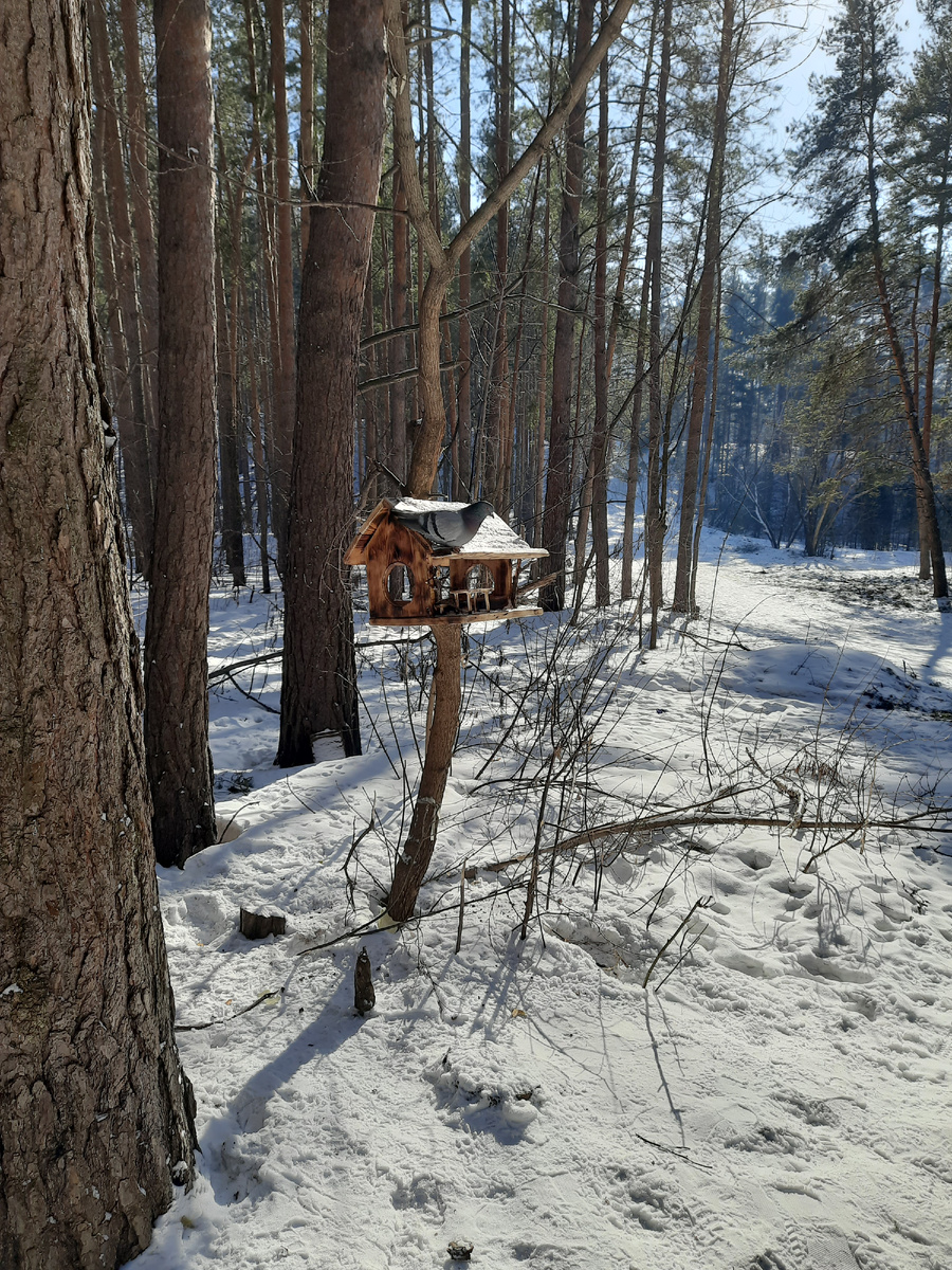 новинка с голубем