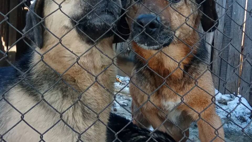 Вторничный День Стольника в приюте "Кот и Пёс".