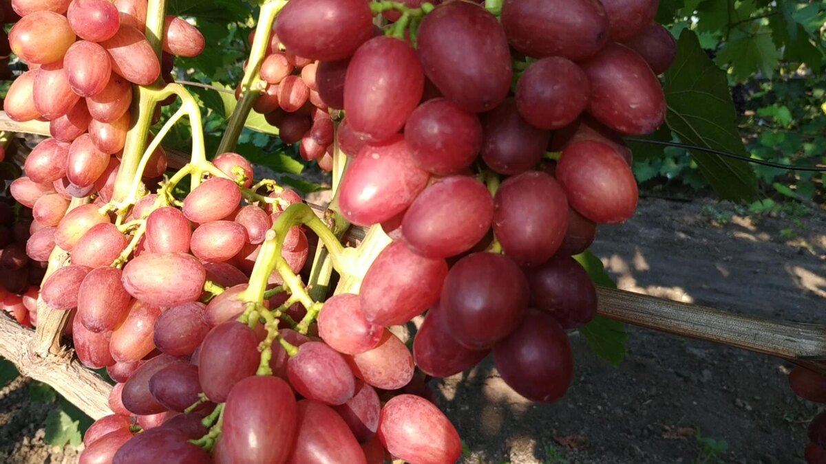 Виноград Богема. Ранний супер мускат, крупные грозди Ростов-на-Дону | Маленькие Сады