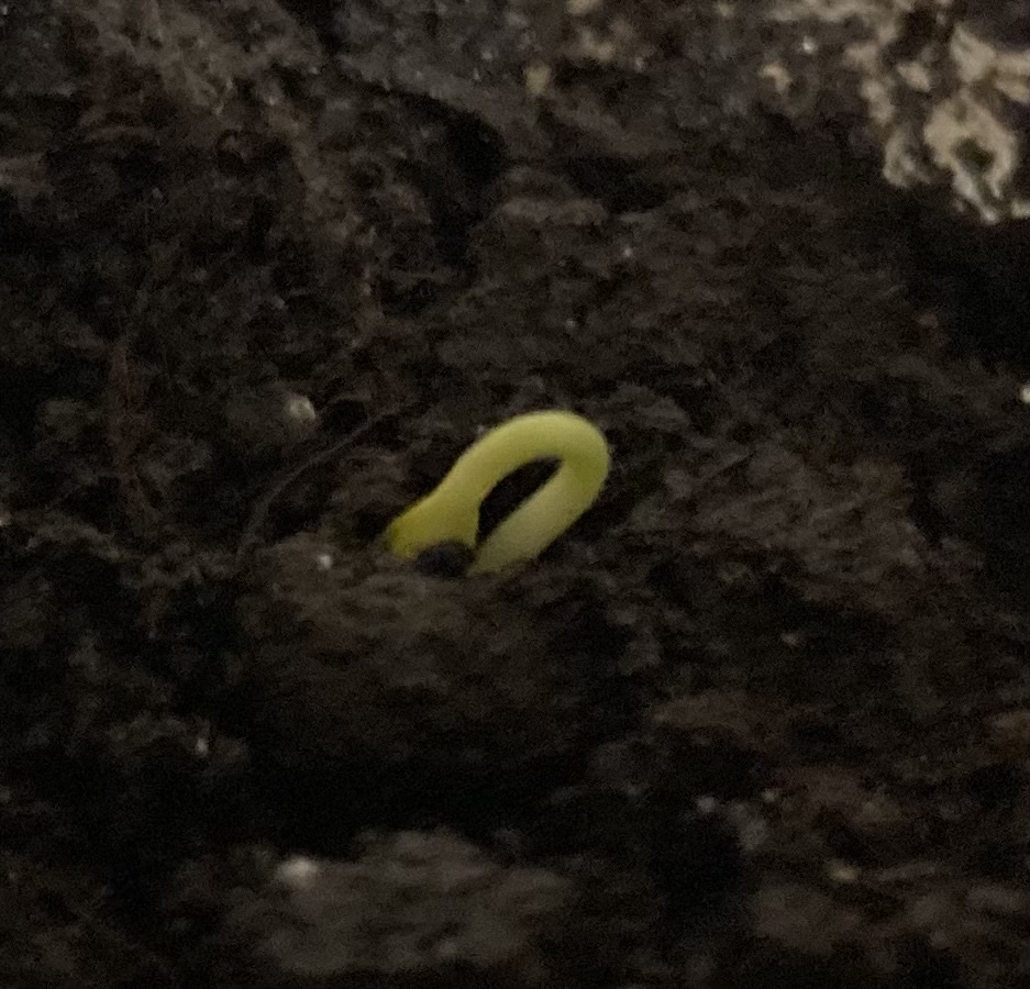 Петелька. Через несколько часов здесь будет гордый росток.