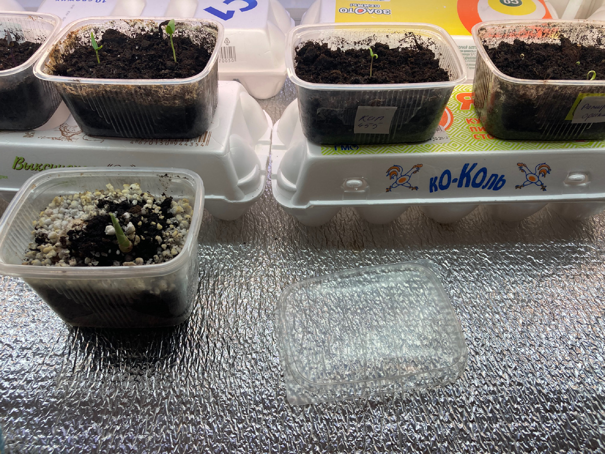 Ячейки от яиц работают термоизоляторами