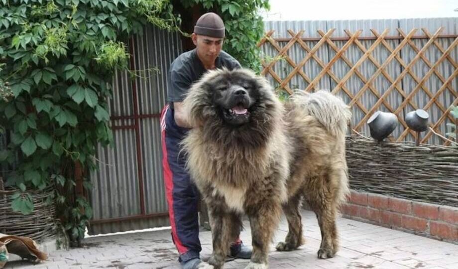 О содержании и уходе кавказской овчарки