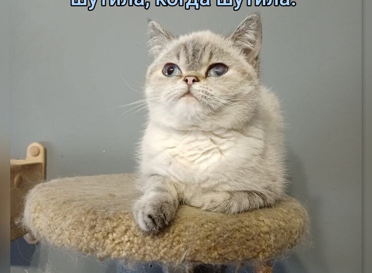 Мемы с котиками для хорошего настроения