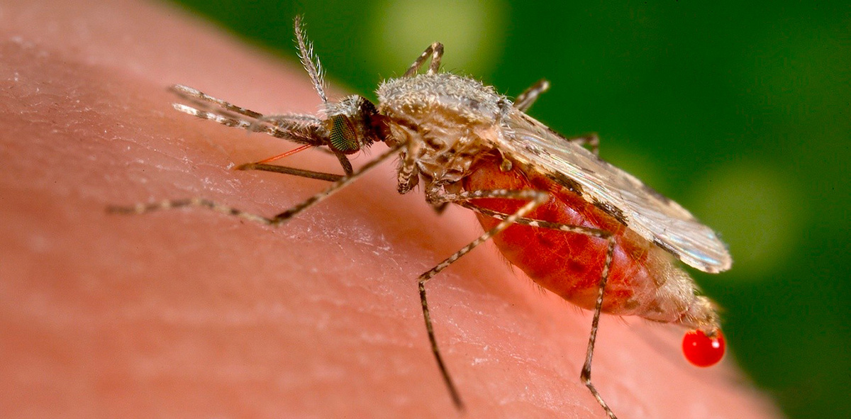 Anopheles stephensi – один из основных переносчиков малярии в Южной Азии