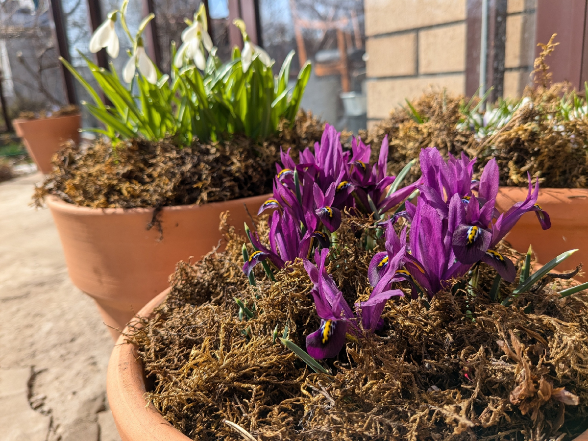 Ранние первоцветы