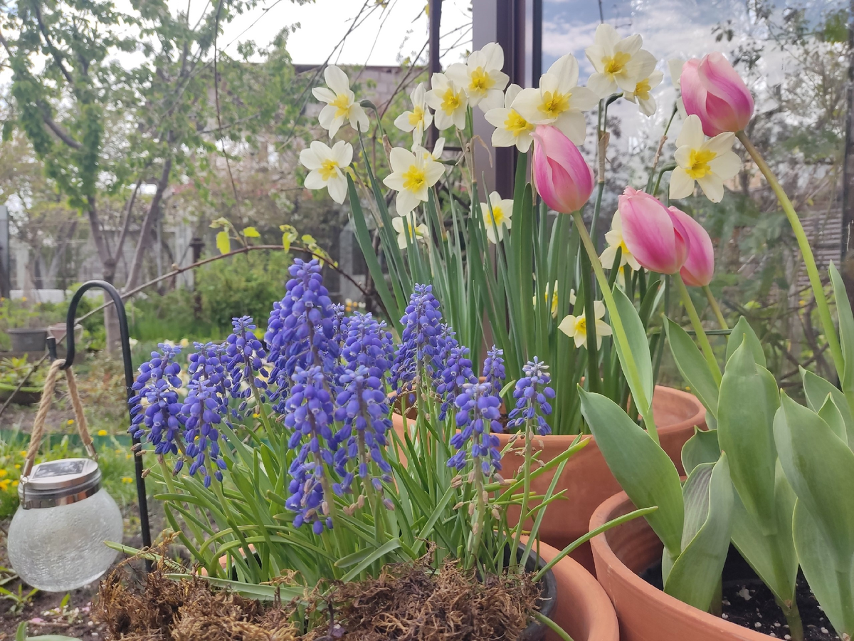 Поздние первоцветы