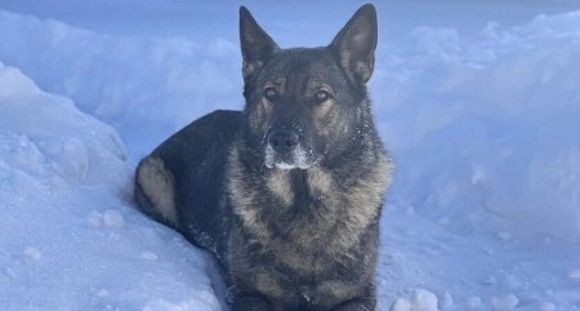    Фото: УМВД России по Кировской области