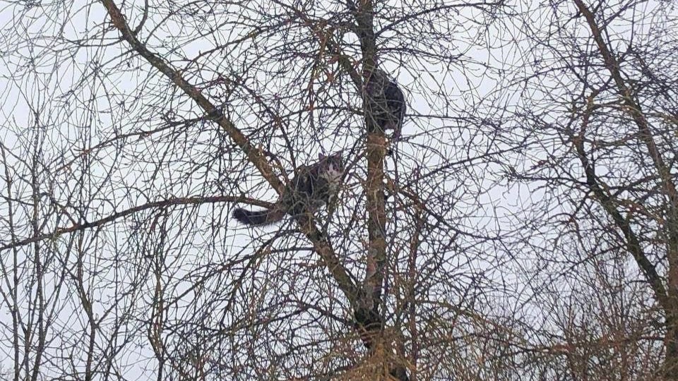 Коты прилетели... Воронежские новости от кота Степана