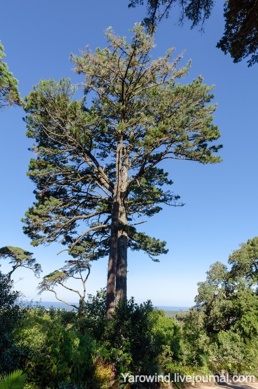 Парк дворца Монсеррат, Португалия