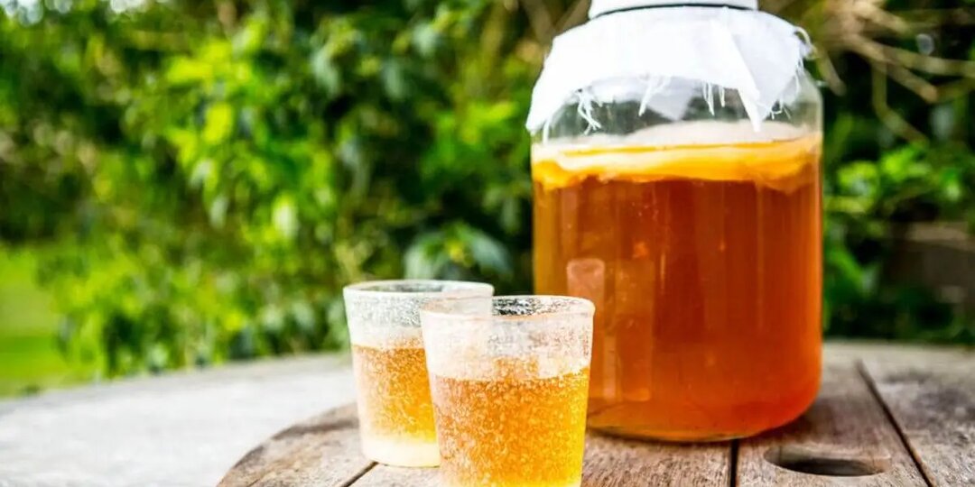 Чайный гриб (комбуча) в домашних условиях: полный гид