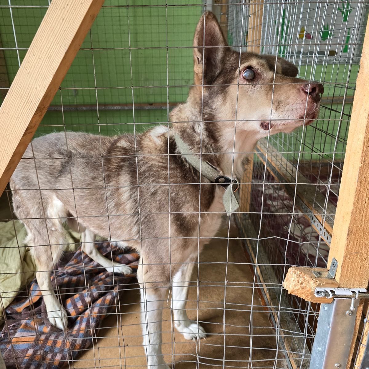за решёткой старые глаза полные тревоги
