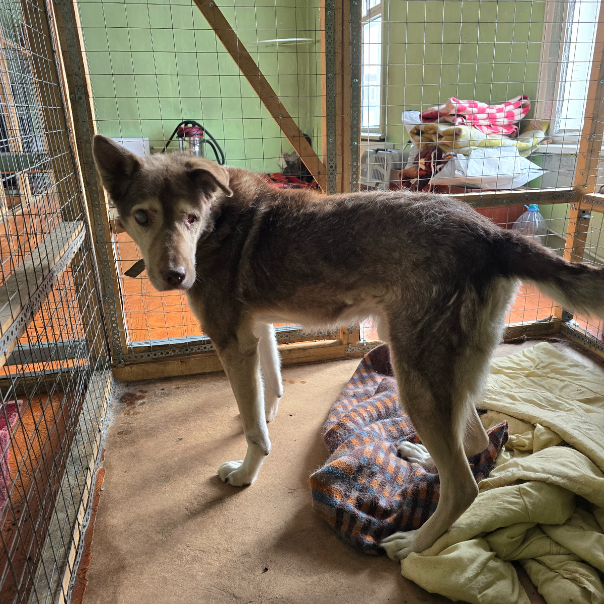 слепой дедушка в вольере ищет солнце