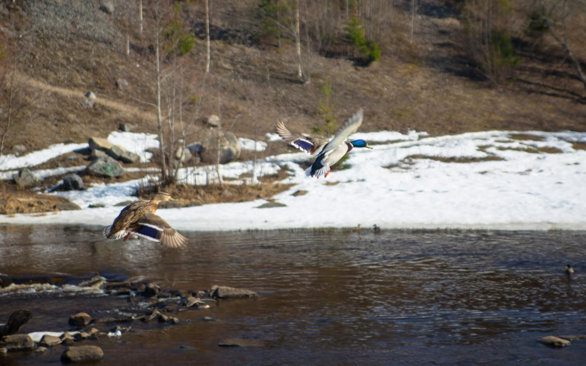    фото: Столица на Онего