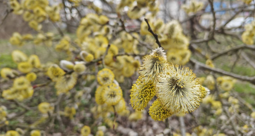    Первый городской канал Калининград
