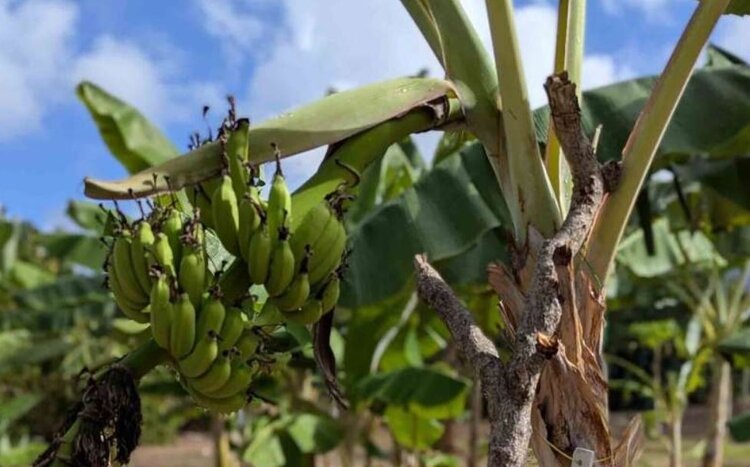    Фото: University of Guam