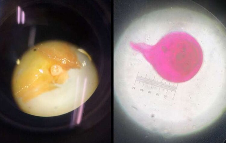 (Слева) Самка нематоды, извлеченная из галлов на препарированном корне растения банана. (Справа) Та же нематода, окрашенная в розовый цвет. Источник: Университет Гуама.📷    Многообразие полезных нематод на тихоокеанском острове Гуам надежно защищает бананы
