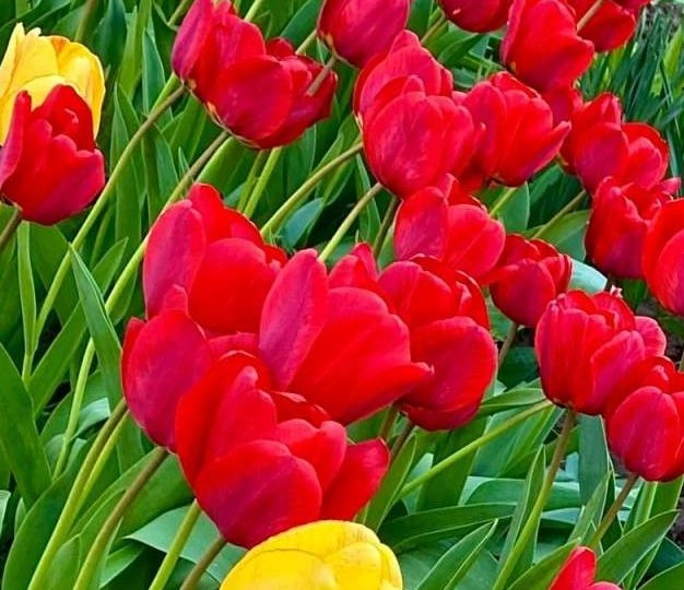 Смертельный подарок: какие цветы на 8 Марта опасны для кошек