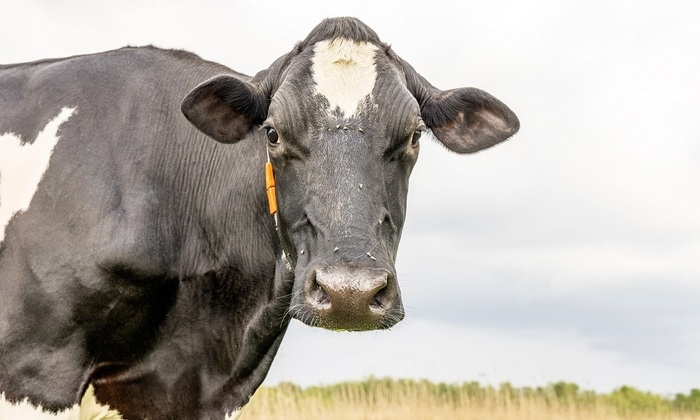    Мы пьем ненатуральное молоко?