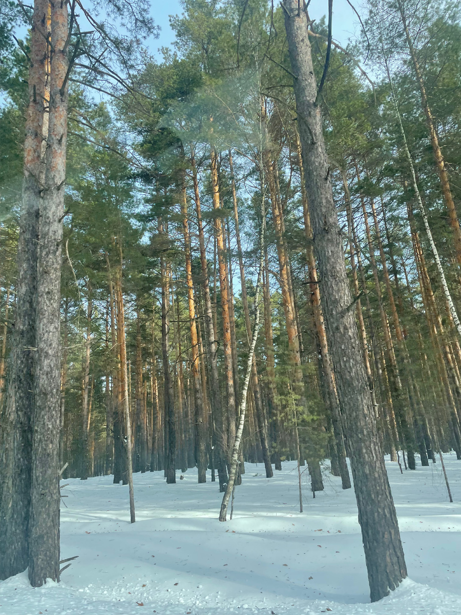 Февральский лес…
