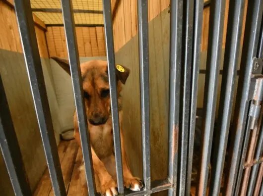    Люди годами переводили деньги на содержание животных. //Фото Алексей Булатов, лицензия: фотоархив КП