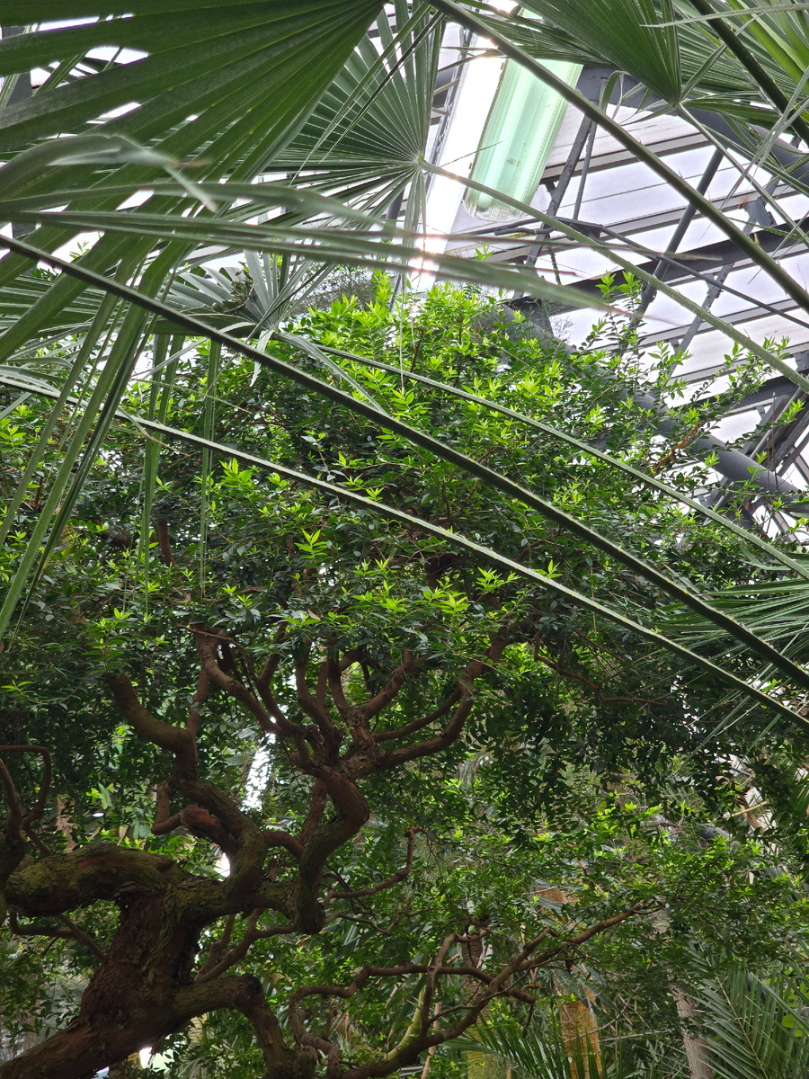 Мирт (лат. Mȳrtus) – род вечнозелёных древесных растений.