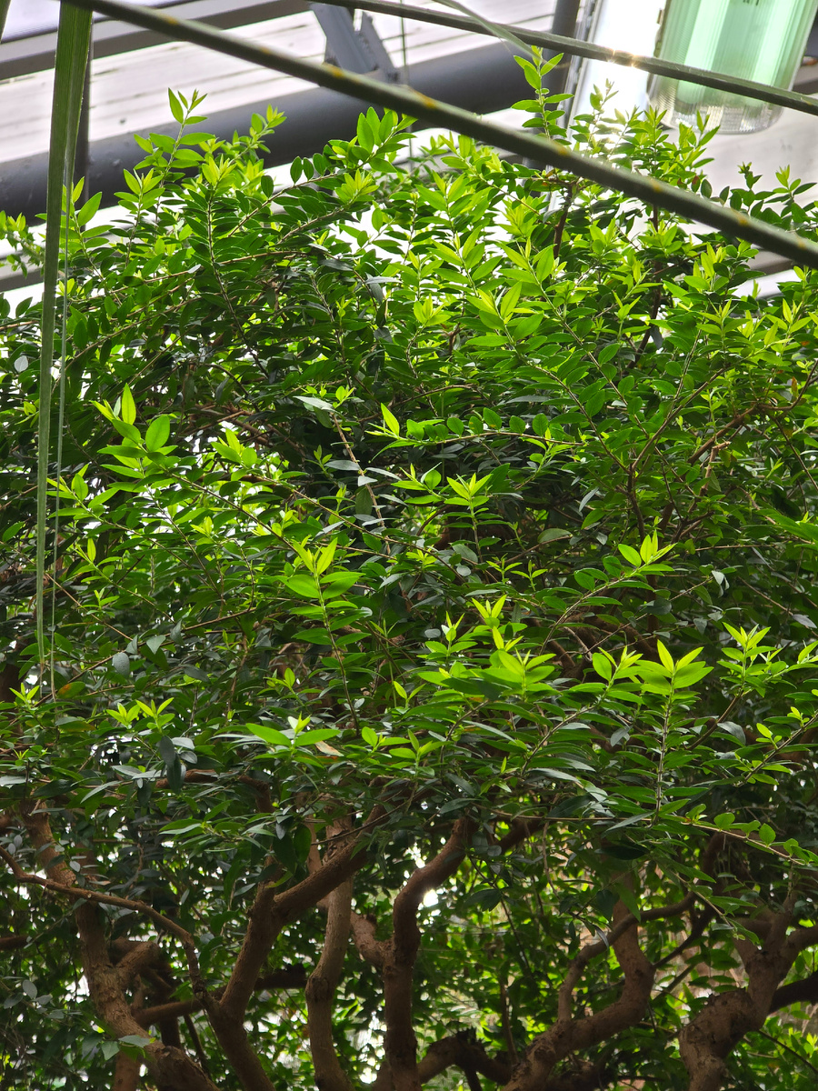 Мирт (лат. Mȳrtus) – род вечнозелёных древесных растений.