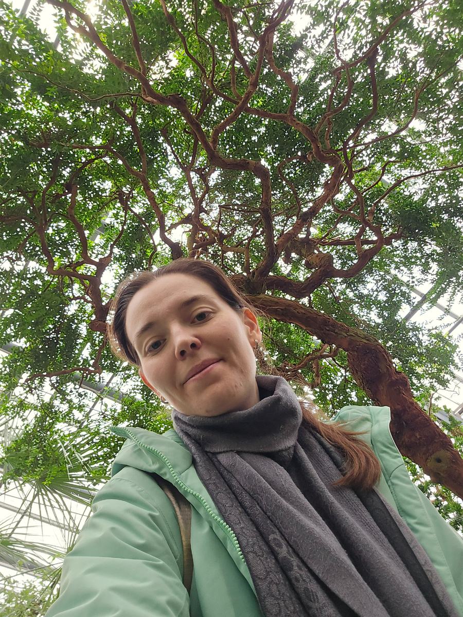 Мирт (лат. Mȳrtus) – род вечнозелёных древесных растений.