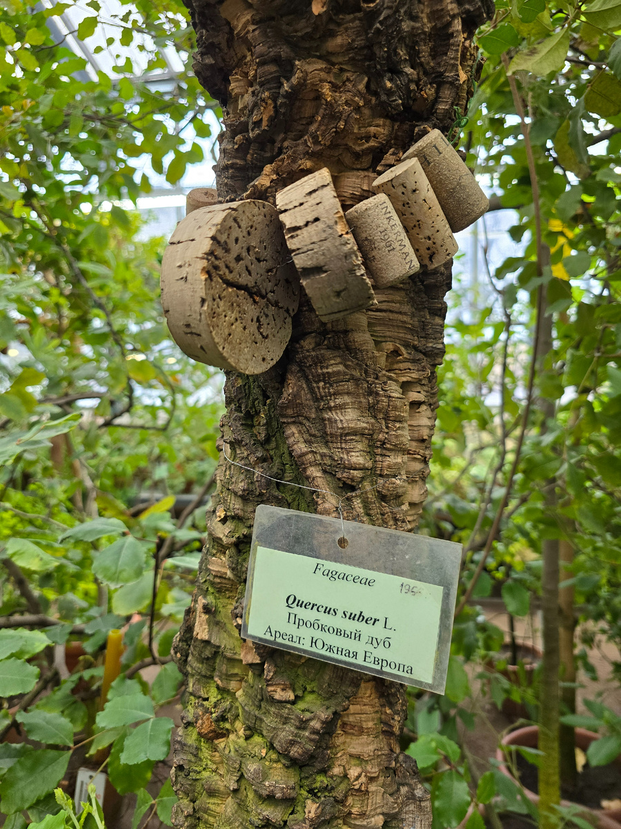 Дуб пробковый (лат. Quercus suber) – вечнозелёное дерево.