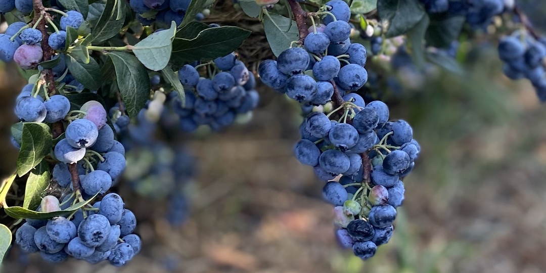 Неврологи в шоке: обычная голубика останавливает старение мозга. Как это работает?