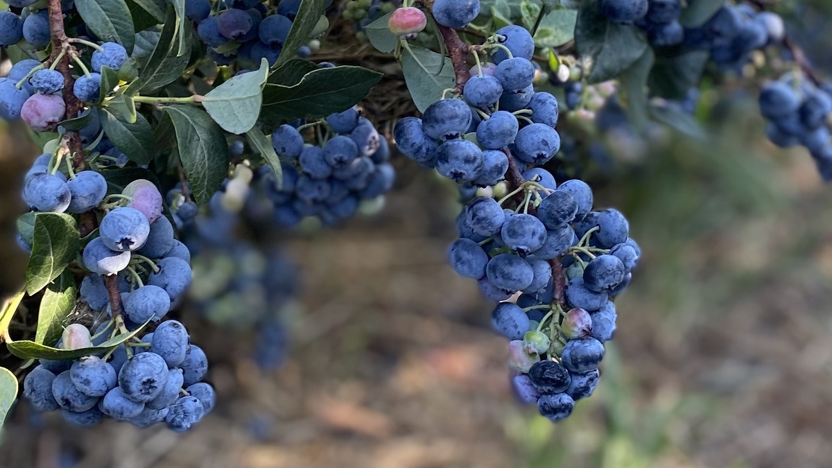 Голубика от деменции. 