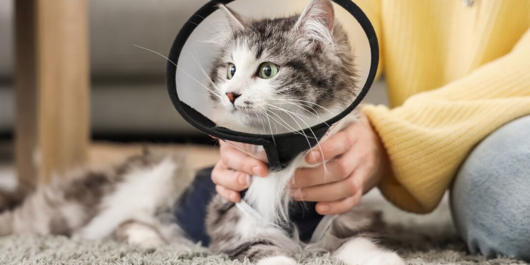 Становятся ли кошки спокойнее после стерилизации: что меняется, а что остаётся прежним