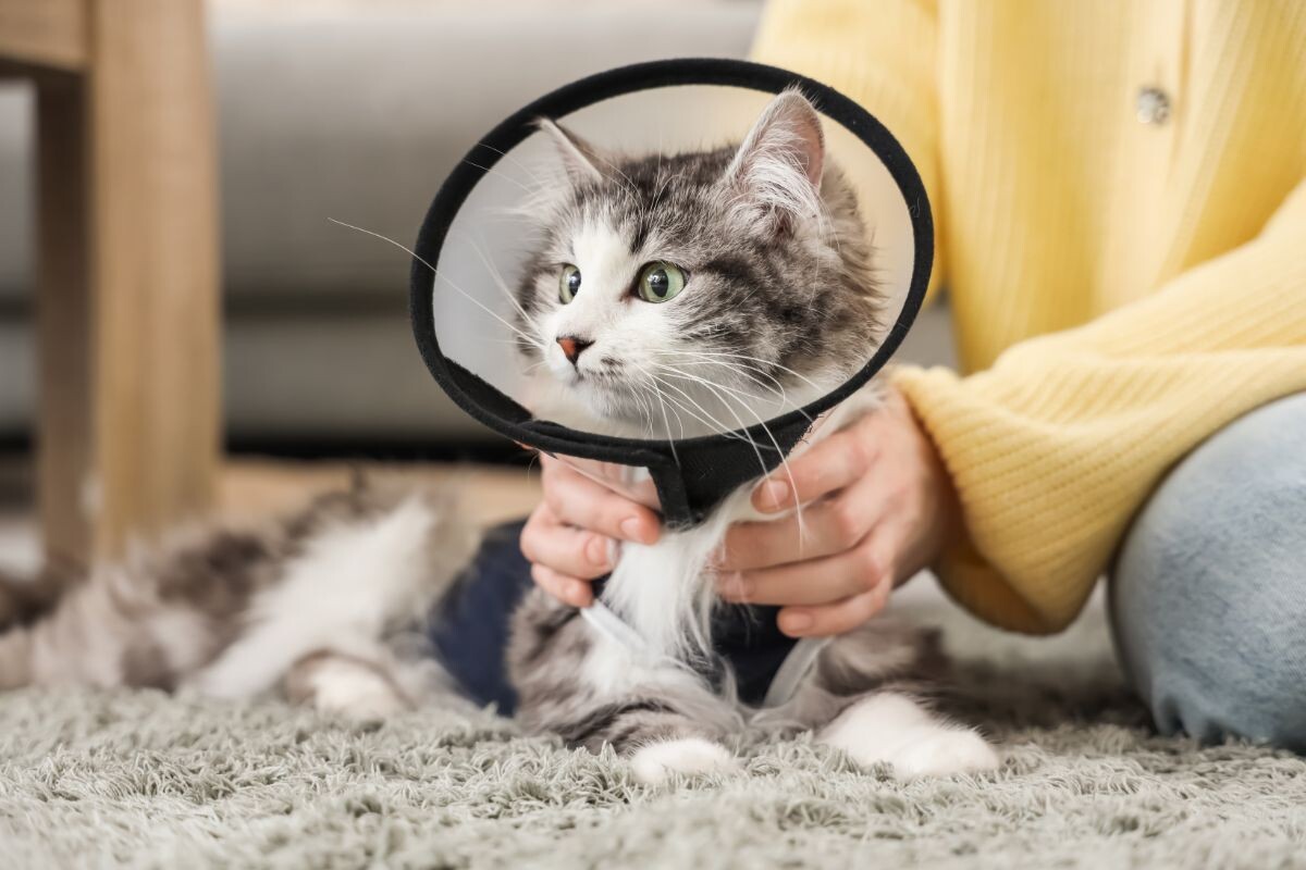 Станет ли кошка спокойней после стерилизации