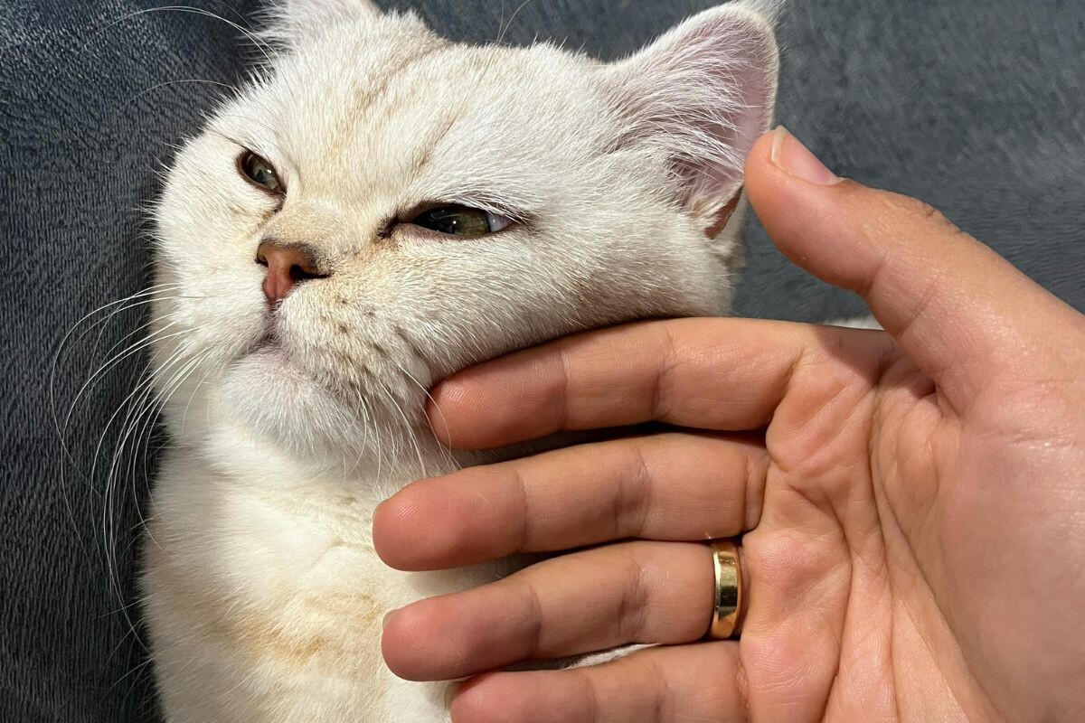 Кошка расслабленно жмурится от поглаживаний