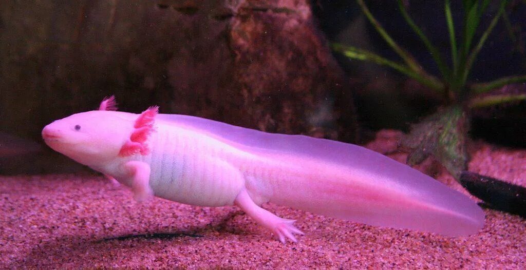 Он дышит жабрами, которые похожи на ветвистые кораллы, и живет под водой. Источник фото - https://golnk.ru/a1kN6