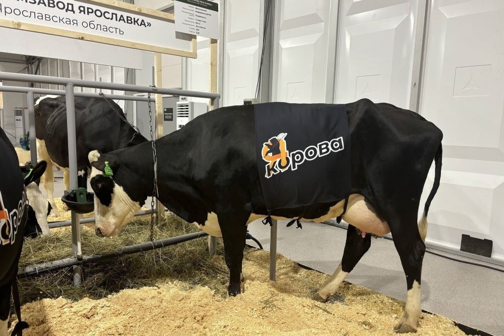    Будет сформировано геномное ядро для отбора животных с ценными признаками. / Правительство Ярославской области